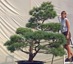 Shin-Boku Specimen Pine