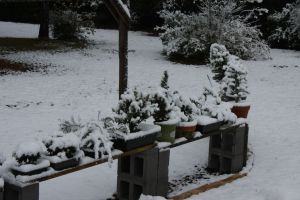Bonsai bench in snow